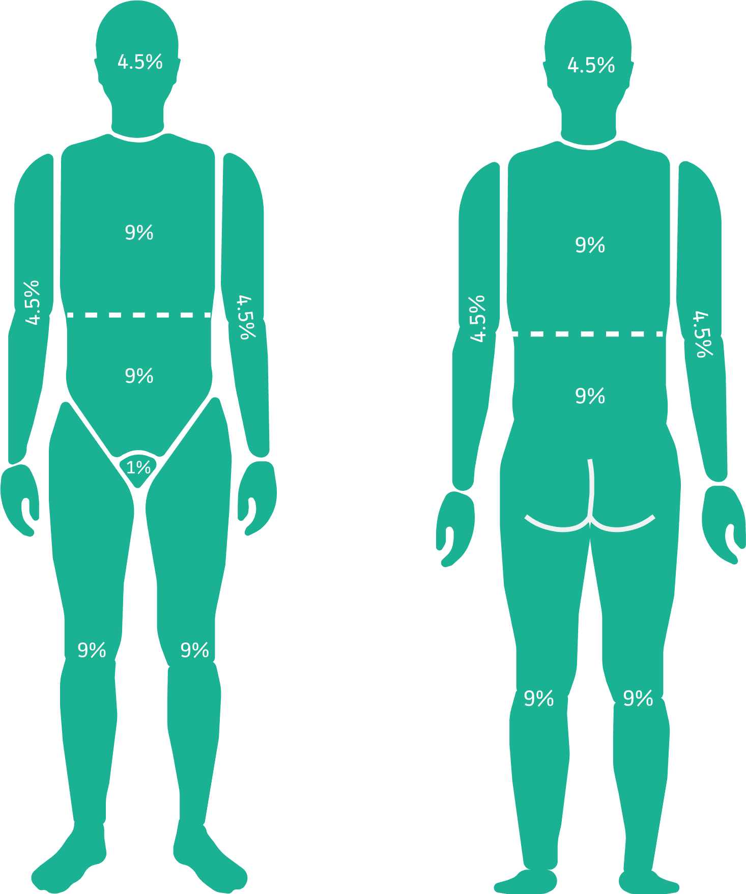 Adult Rule of Nines TBSA reference